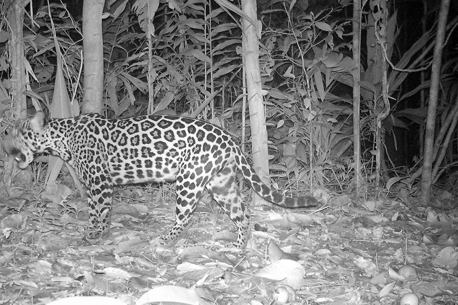 Students visit Panama to document jaguars