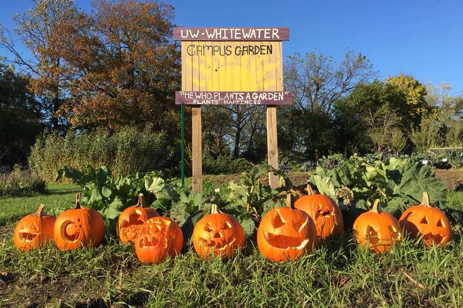 Composting pumpkins