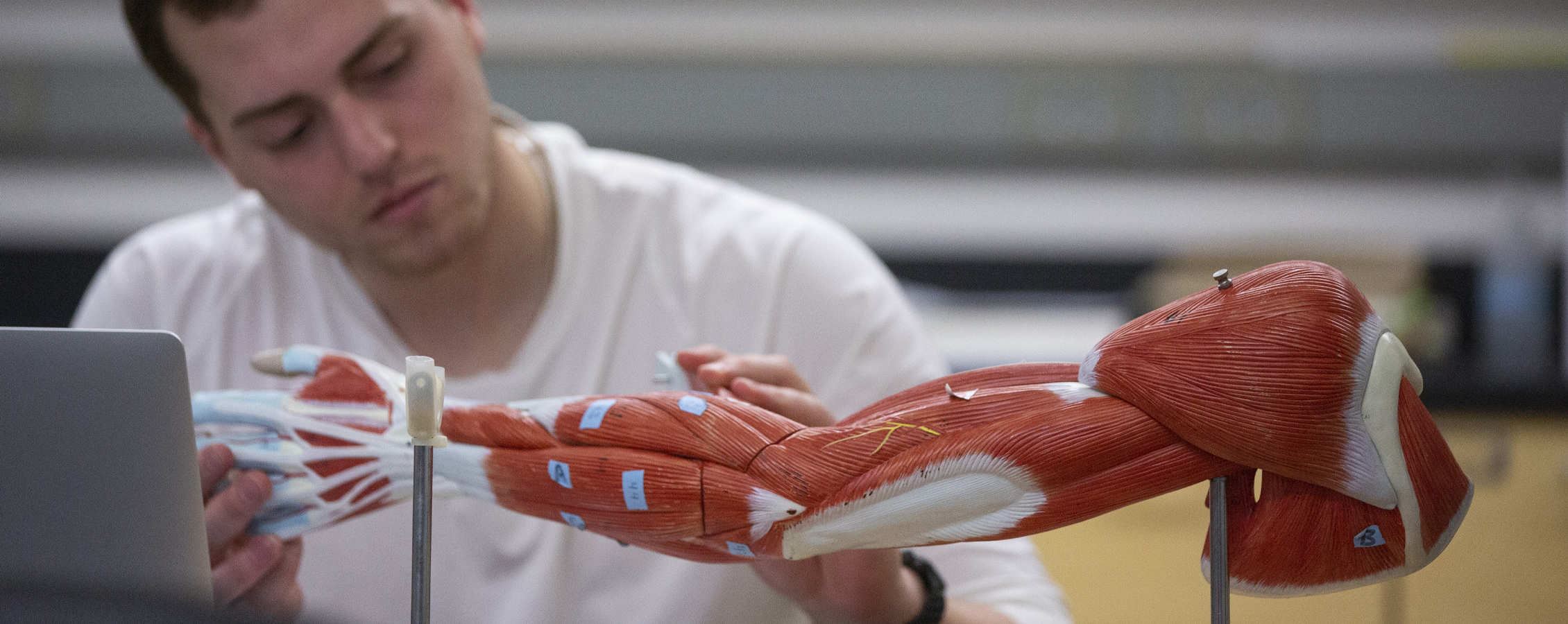 A student looks at a human anatomy 3-D model of a an arm.