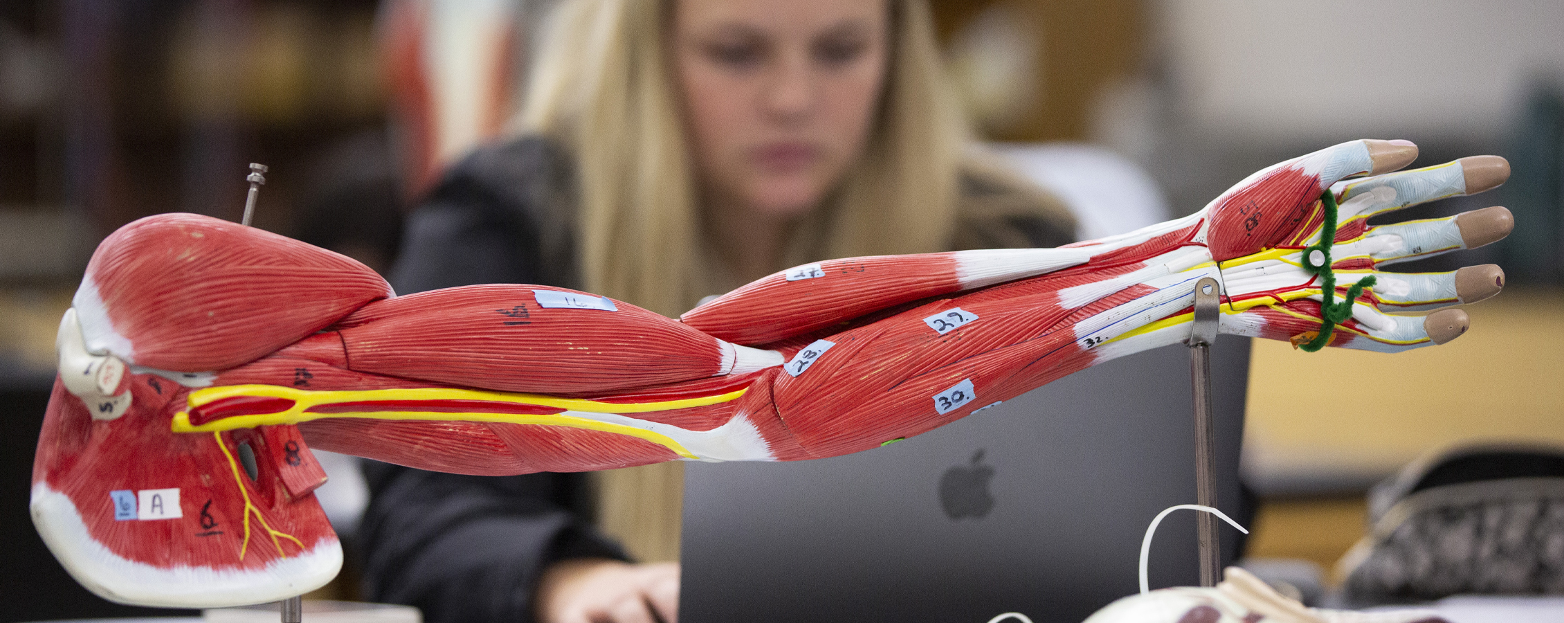 A 3-D model of an arm shows muscle fibers as a student studies in the background.