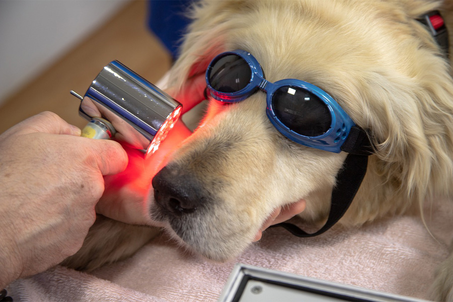 A golden retriever wears goggles as they receive laser dental work.