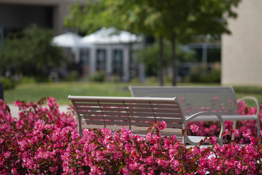 An empty bench is surround by pink flowers.
