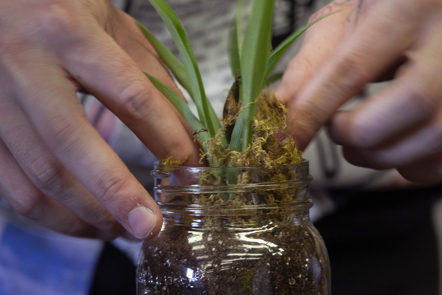 A person puts a green leafy plant in a jar with dirt.