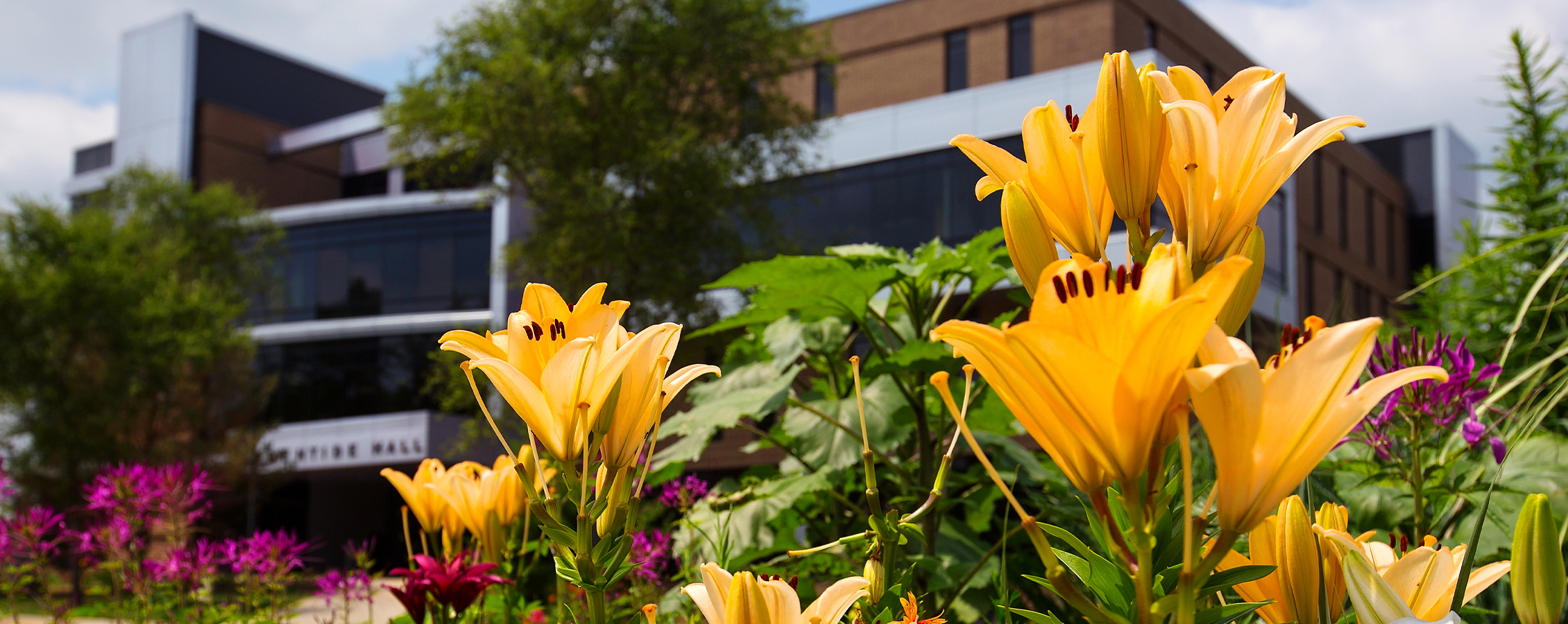 Yellow day lilies in front of Laurentide Hall.