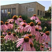 Photo of Andersen Library building in the background and coneflowers in the foreground