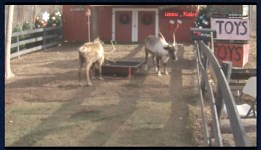 Screenshot from ReindeerCam.com