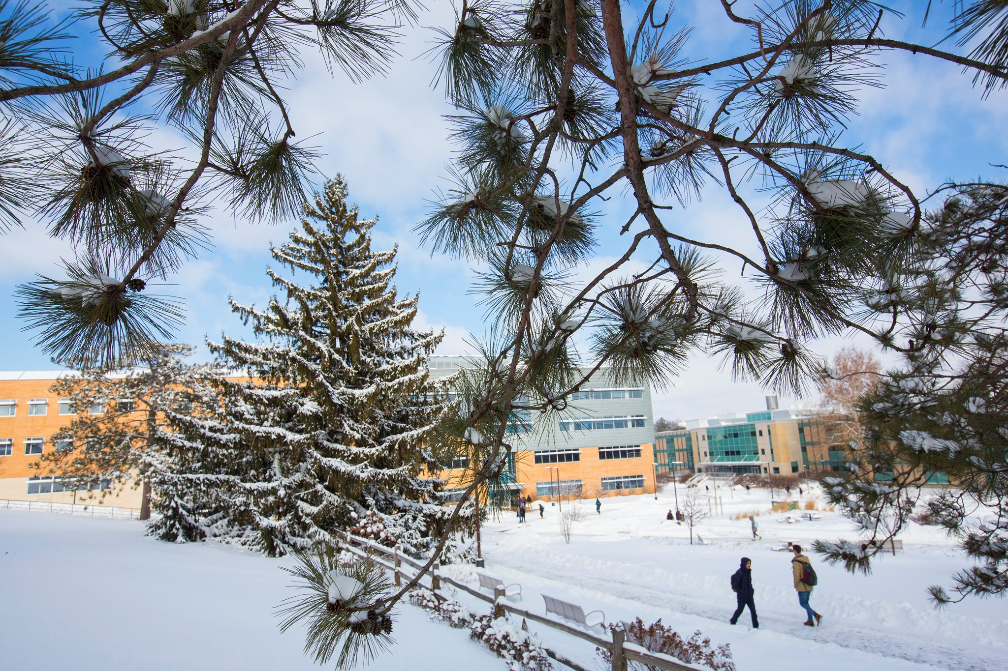 Winter 2022 Hyland Through Trees