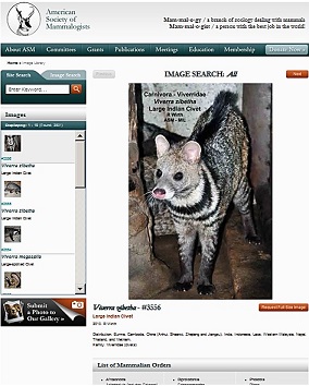 screenshot of mammal image library web page
