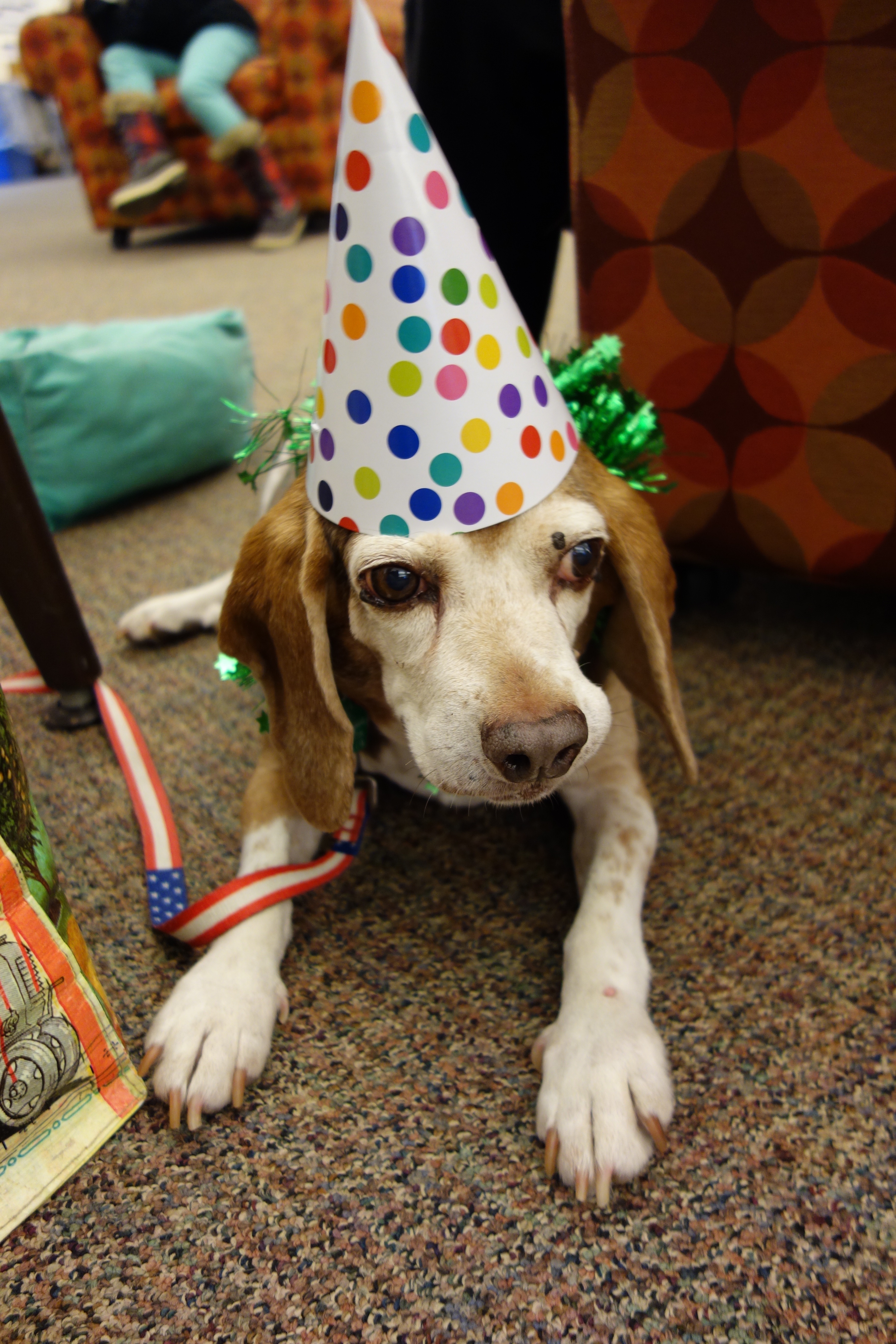 Pet therapy dog at Andersen Library