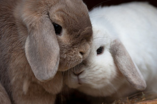 Bunny Snuggles, by captainsubtle (flickr)