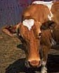 Guernsey cow photo from U.S. Dept. of Agriculture
