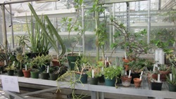 Photo from the hot and dry room of the UWW greenhouse