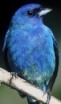 photo of indigo bunting