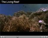 Screenshot from Living Reef movie