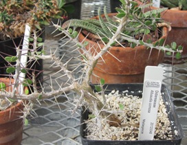 photo of spiky plant from Madagascar in UWW's greenhouse