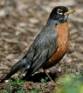 image of Robin (bird)