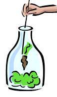 Clip art of setting a plant into a glass container for a terrarium