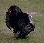 Image of a turkey