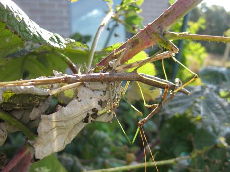 Walking Sticks (Insects)