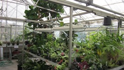 photo from the warm and humid room of the UWW greenhouse