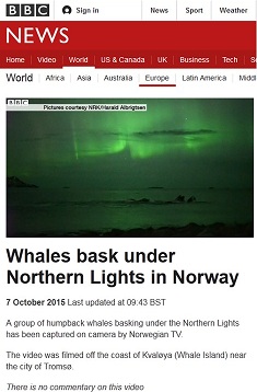 screen shot of BBC News web page showing video of whales swimming under Aurora Borealis
