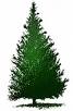 image of evergreen tree