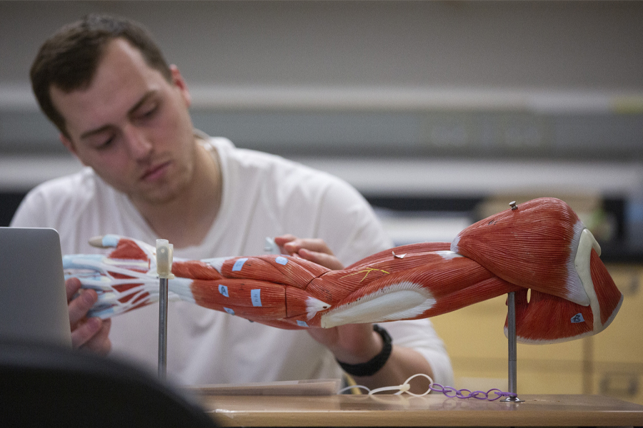 A student looks at a human anatomy 3-D model of a an arm.