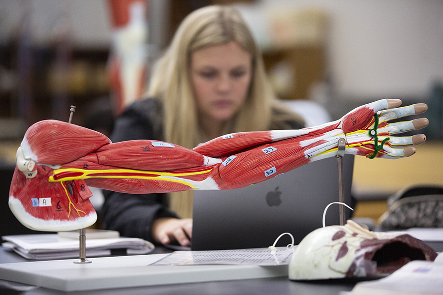 A student studies on her computer with a 3-D model of a human arm in the foreground.