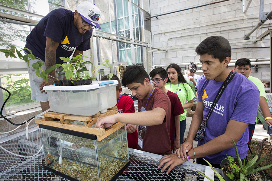 Students look at plants growing with hydroponics. 