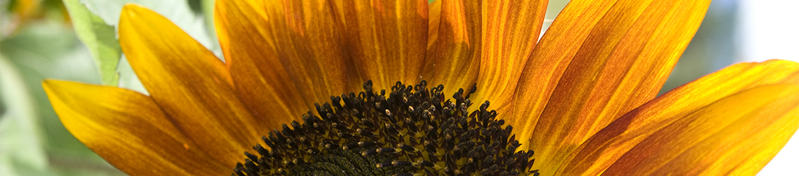 UW-Whitewater FPM sunflower picture