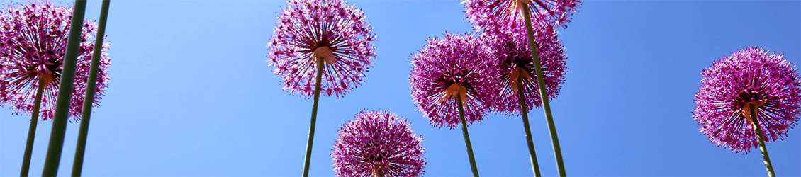 UW-Whitewater FPM purple flowers with blue background