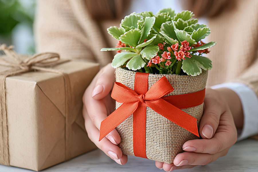 Christmas Plant with a bow.