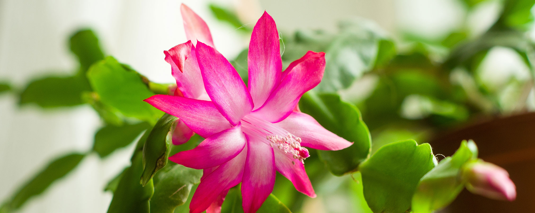 Pink flower.