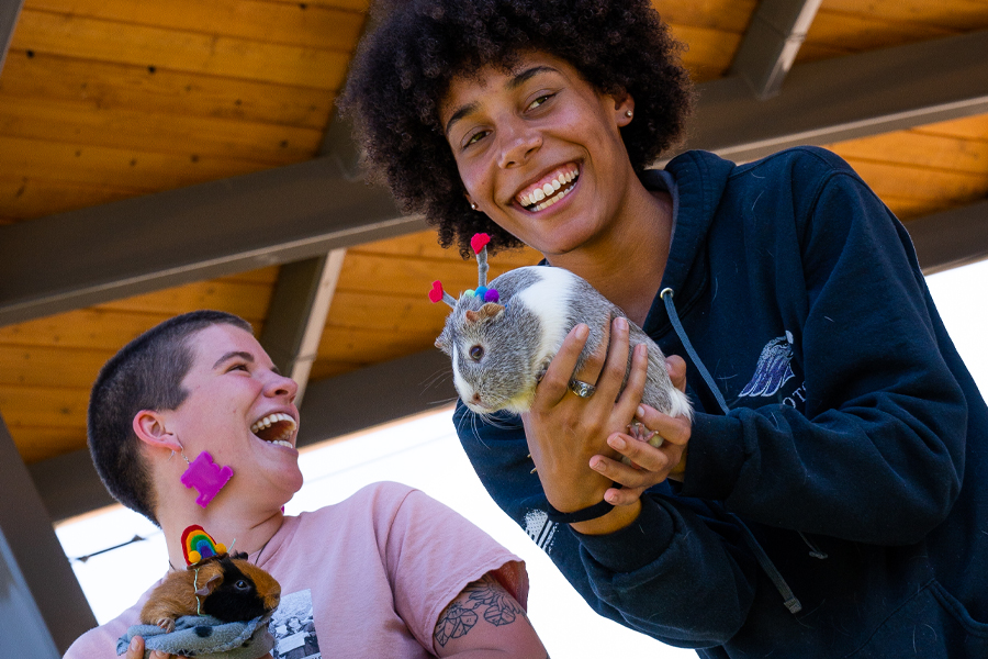 Two students laugh together, holding guinea pigs.