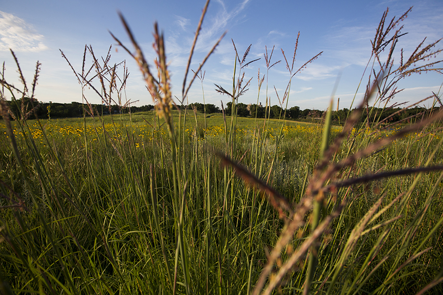 Grasses in the prairie against a blue sky.