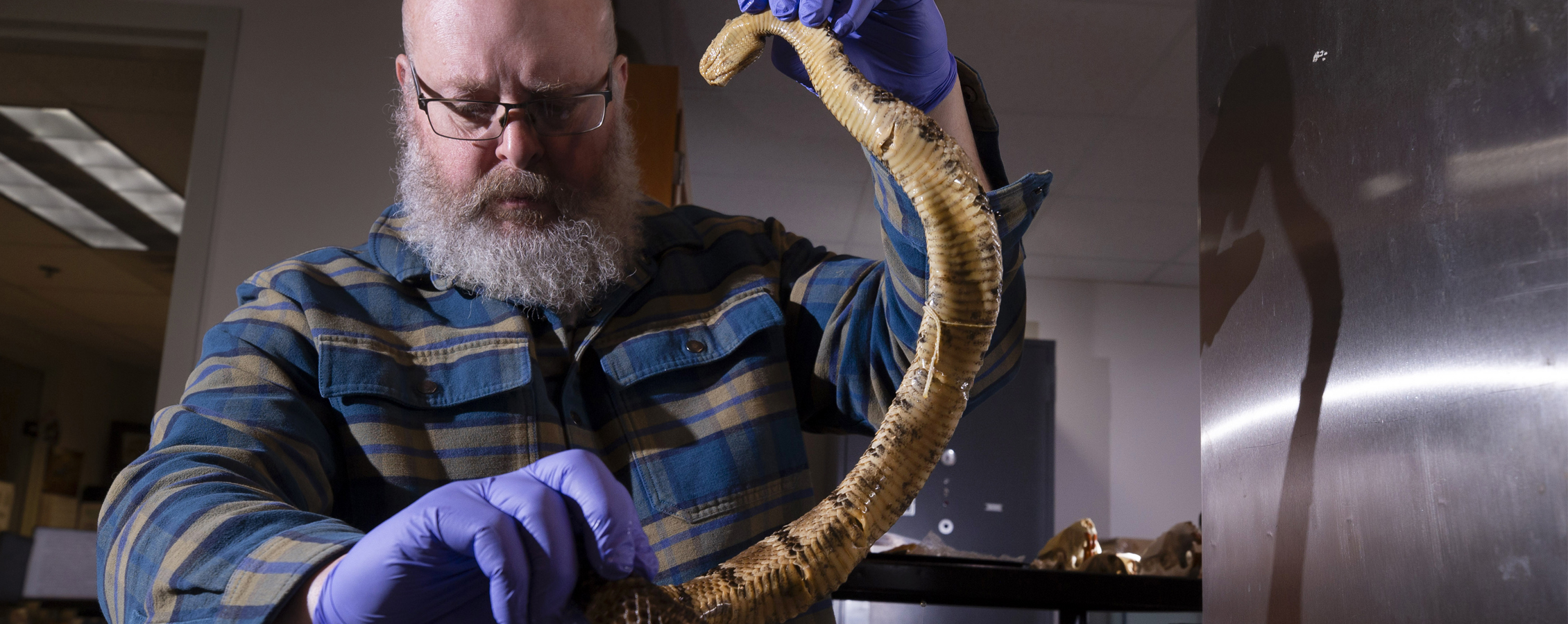 Biology instructor pulling preserved snake specimen out of jar.