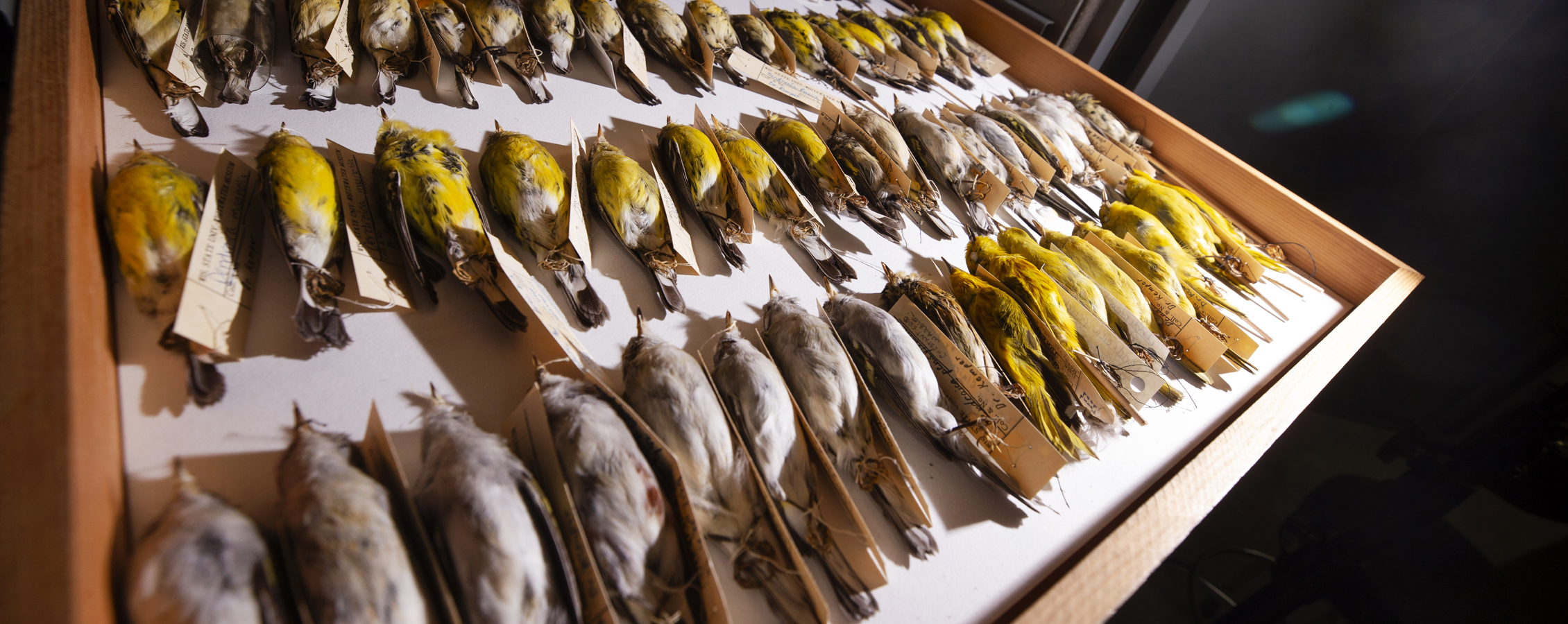 Many small gray and yellow bird specimens line wooden drawer.