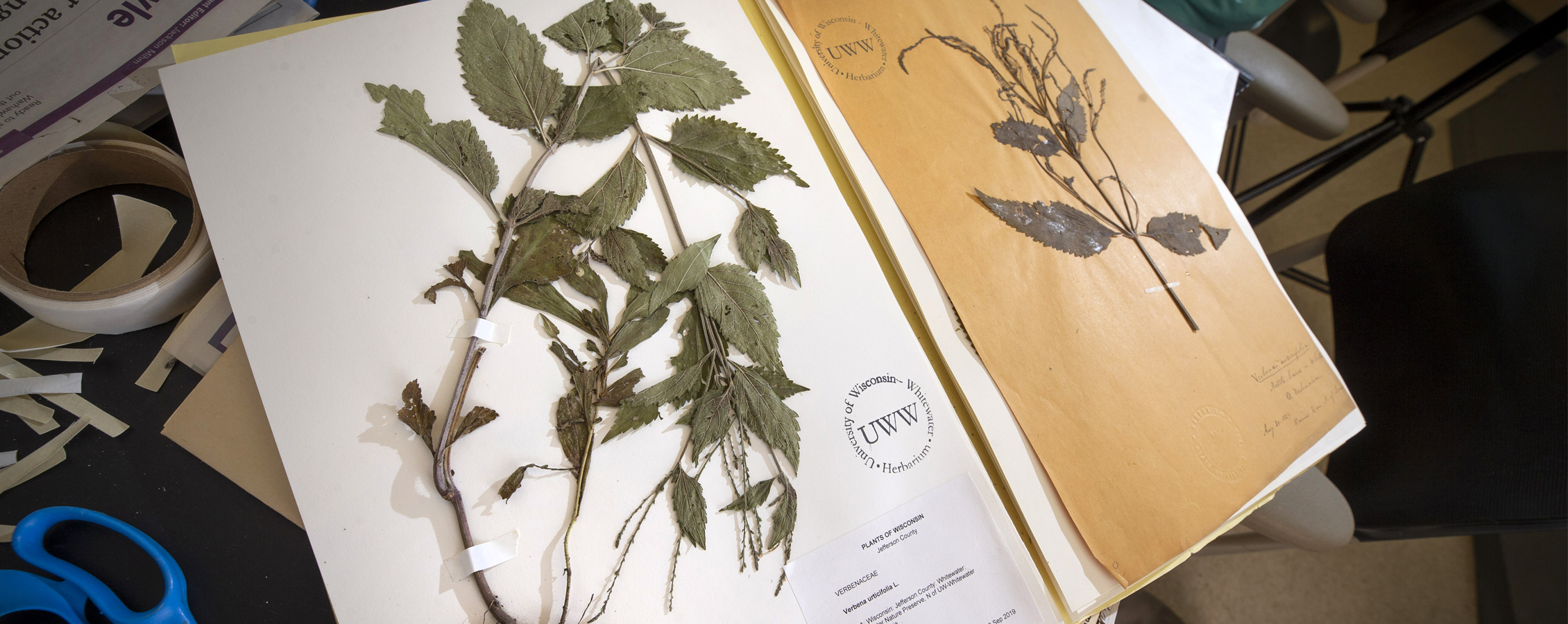 Two dried plant specimens preserved on sheets of paper.
