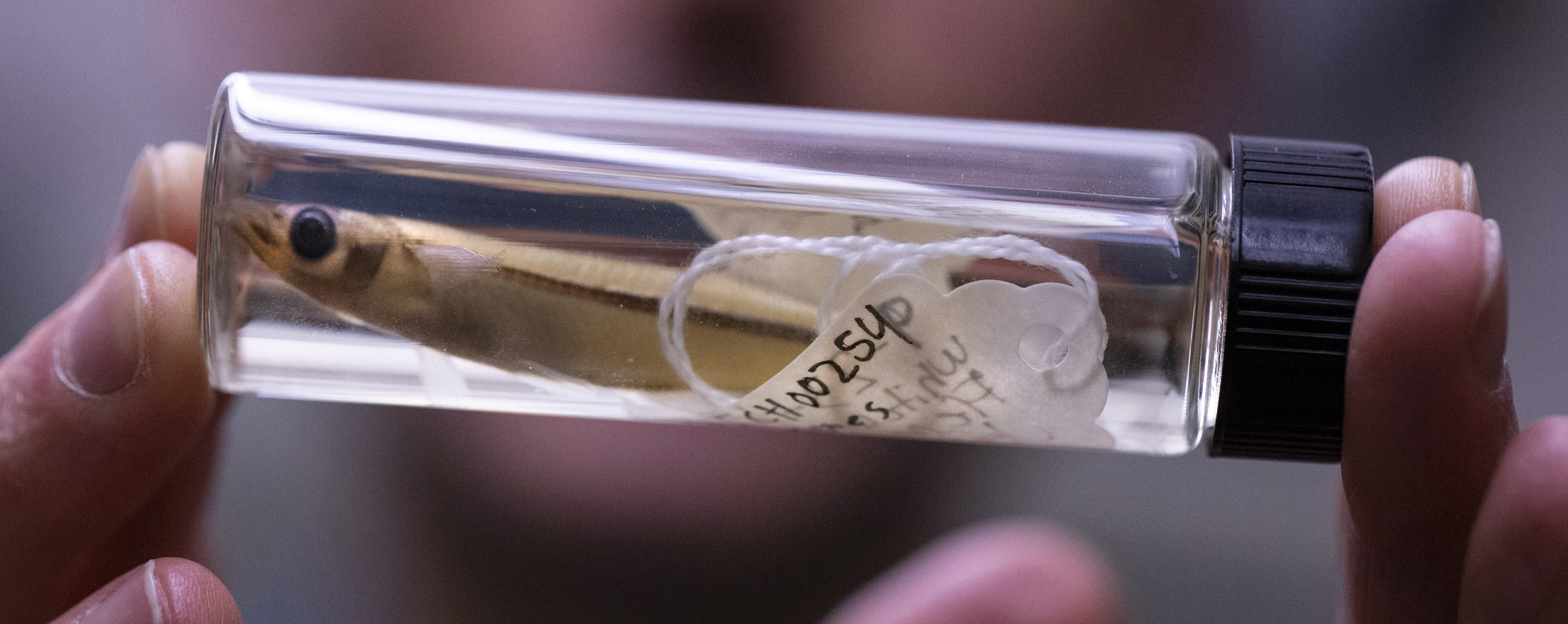 Close-up of a person holding a small, preserved fish in a test tube.