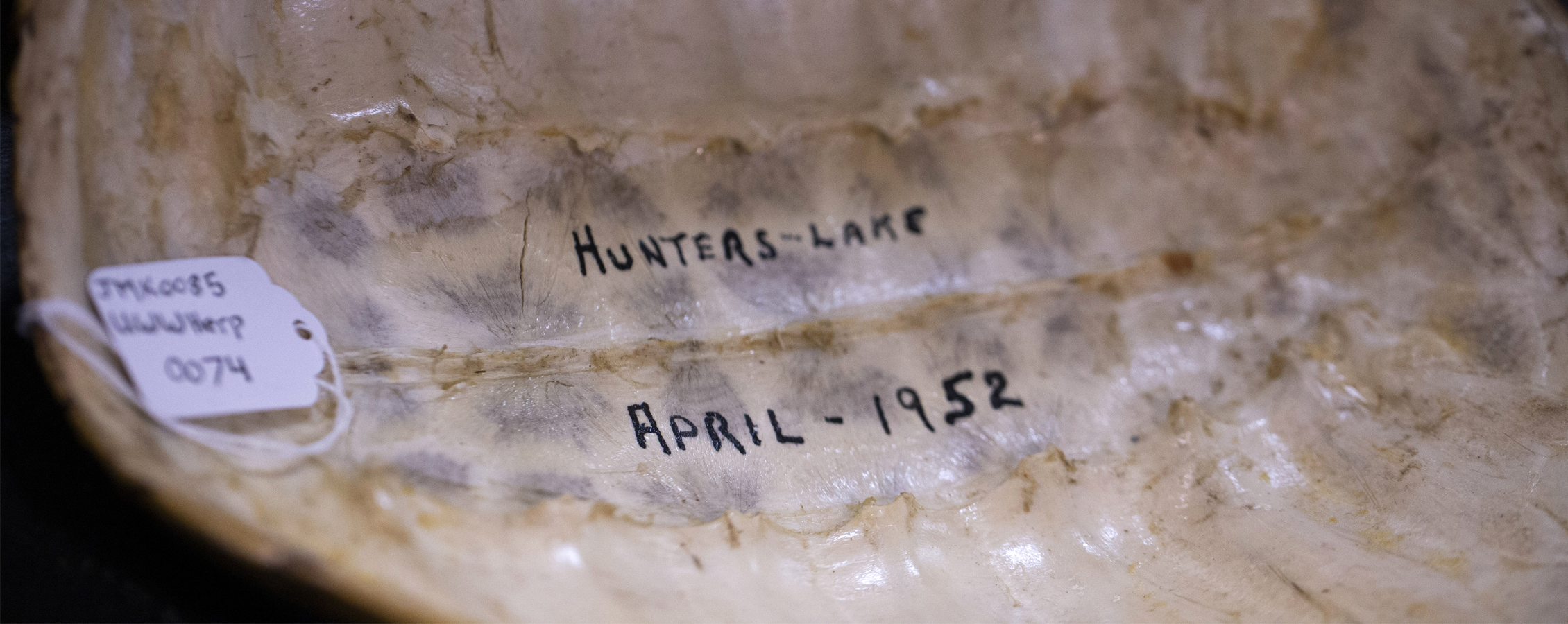 The inside of a turtle shell with the words Hunters Lake April 1952 written inside.