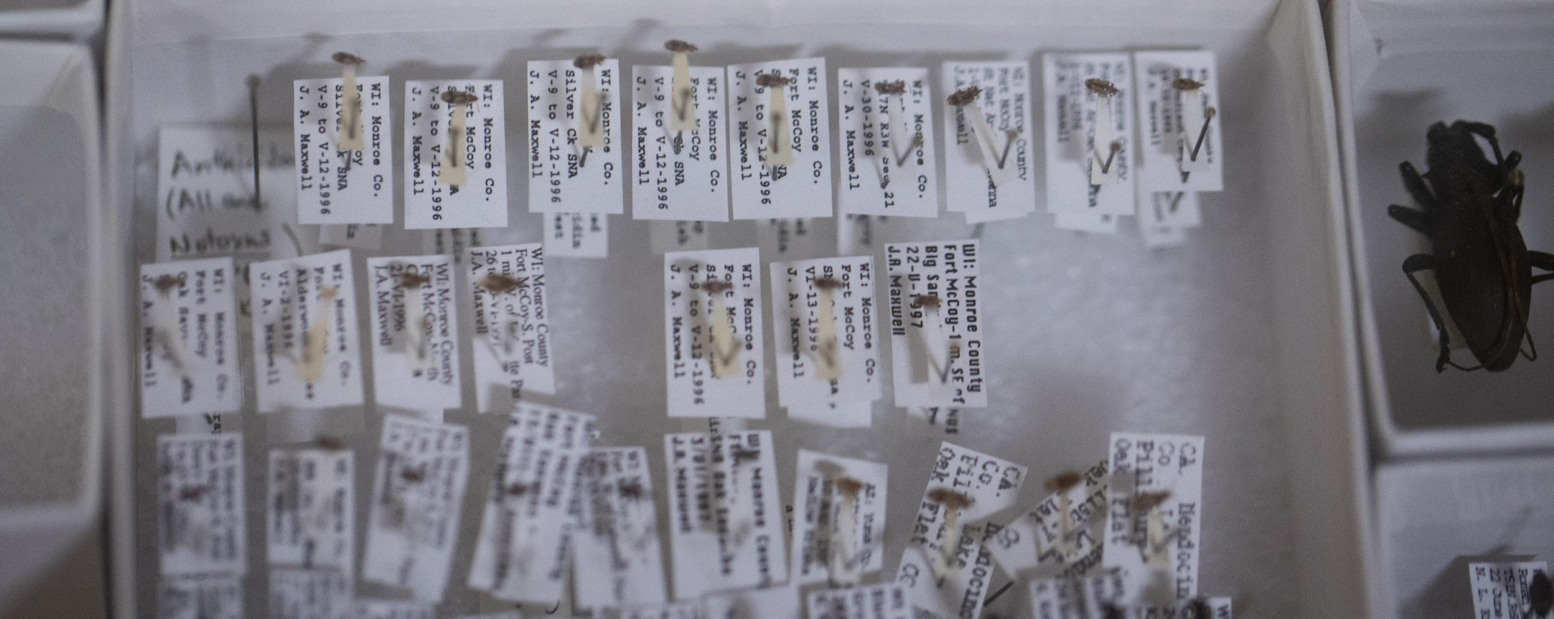 Many tiny insect specimens with detailed labels.