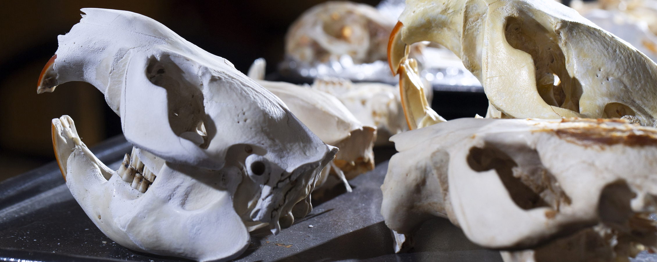 Three beaver skulls on a dark table.