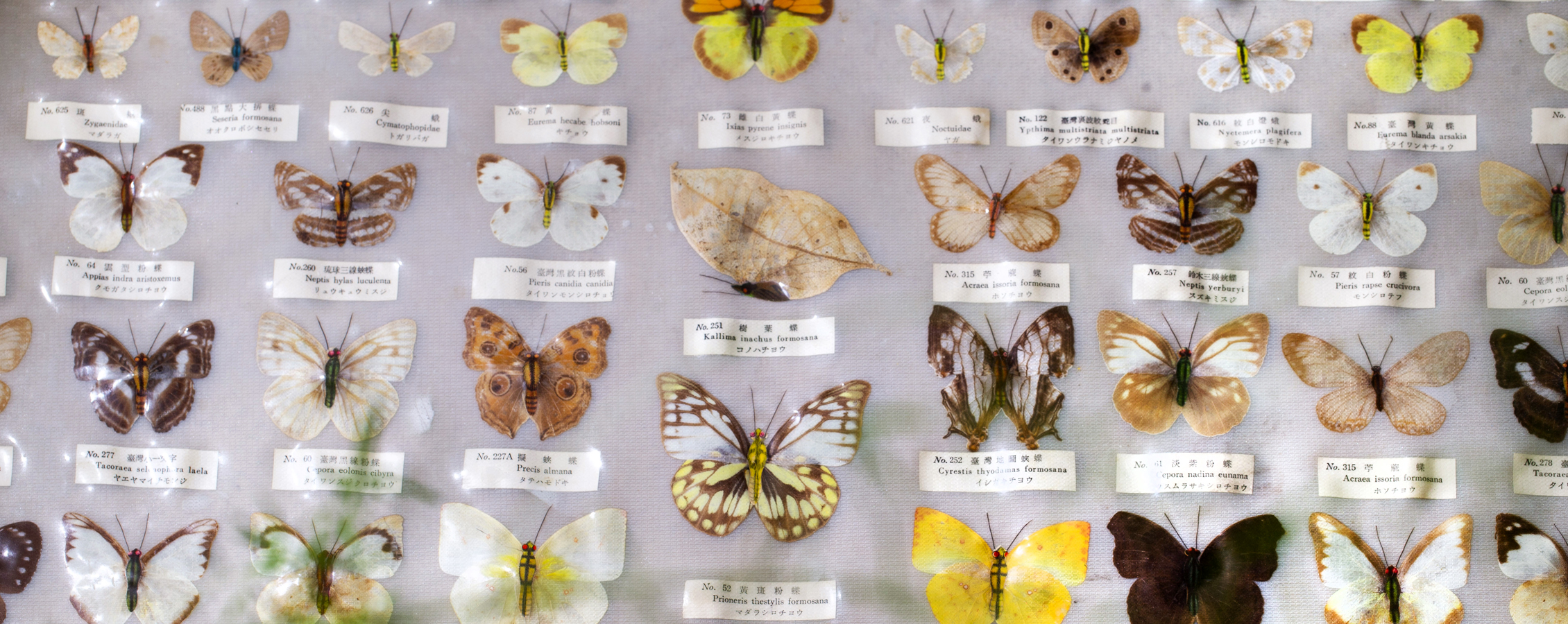 A display of colorful butterfly specimens.