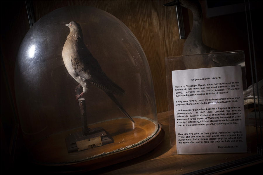 Taxidermy passenger pigeon in a glass display case.