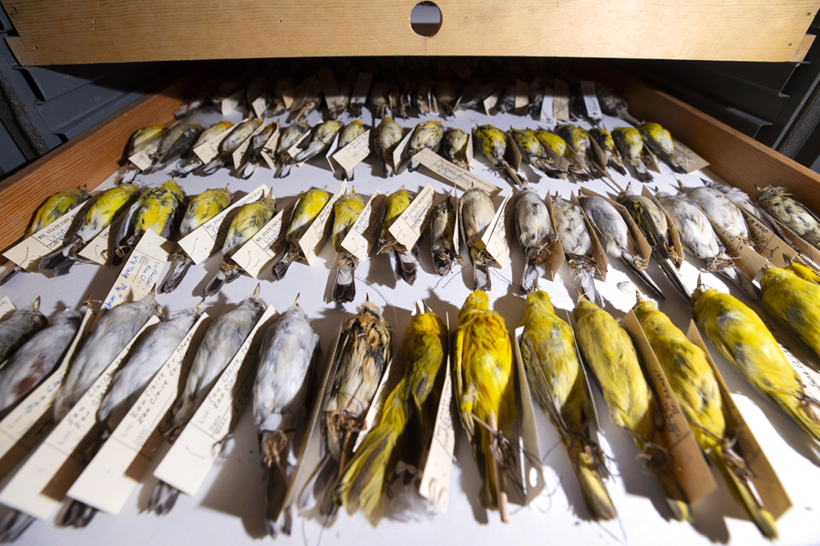 Taxidermy birds with identification labels lining a wooden drawer.
