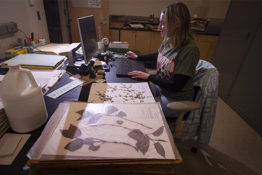 Dried plant specimens on table next to student on computer.