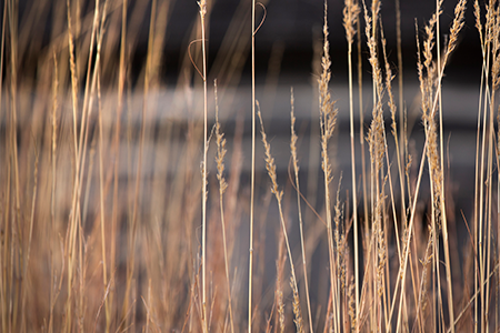 wheat campus photo