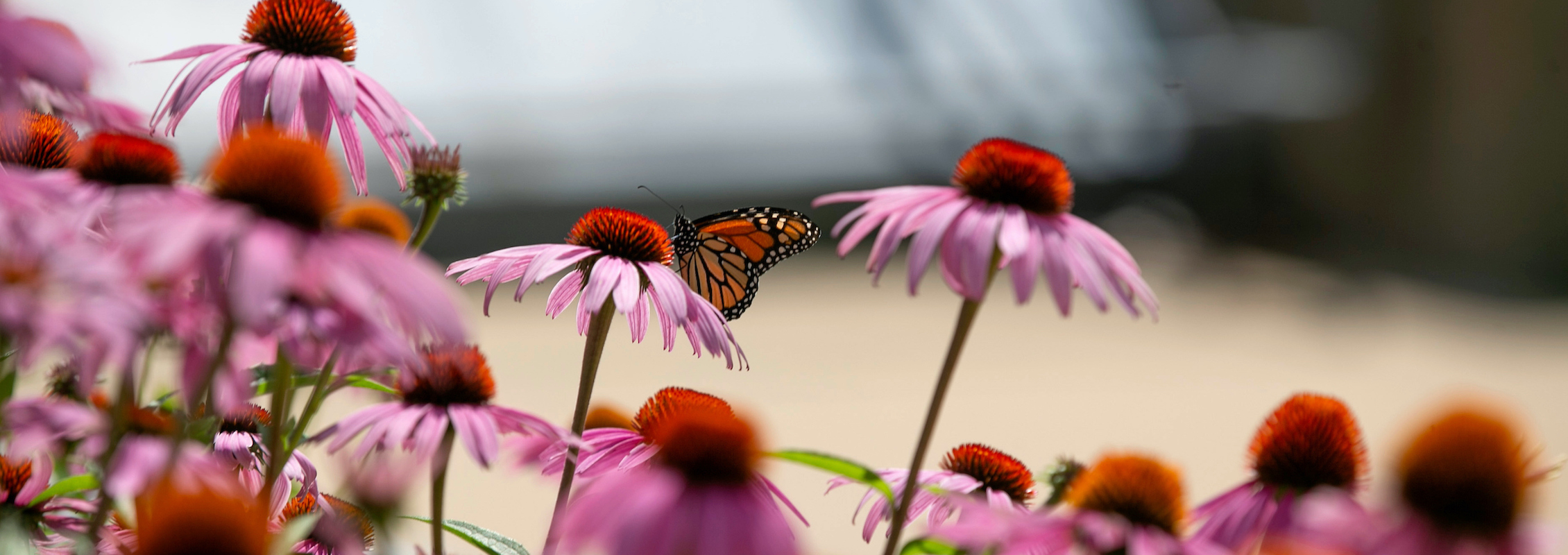 Image: Decorative image of flowers on campus