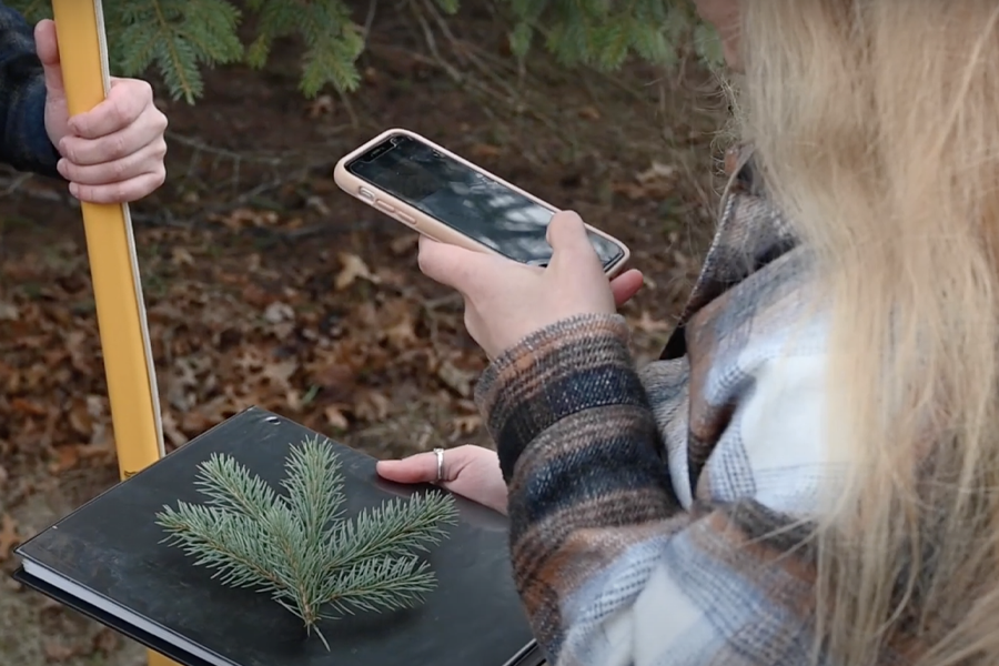 Person takes a picture of an evergreen branch with their phone.