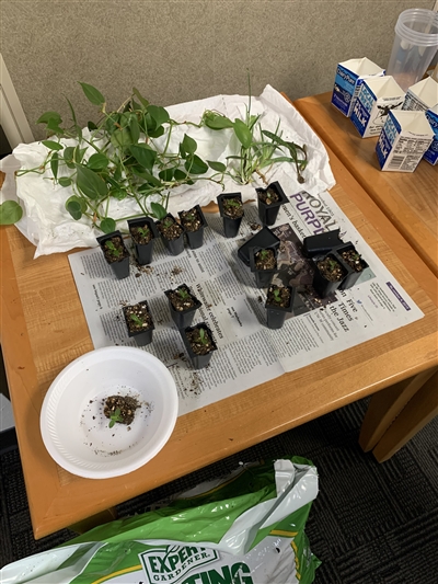 Picture of plants